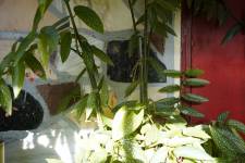 MAGDALENA-LAETITIA NDIKI-MAYI - NDIKI-MAYI MAGDALENA-LAETITIA